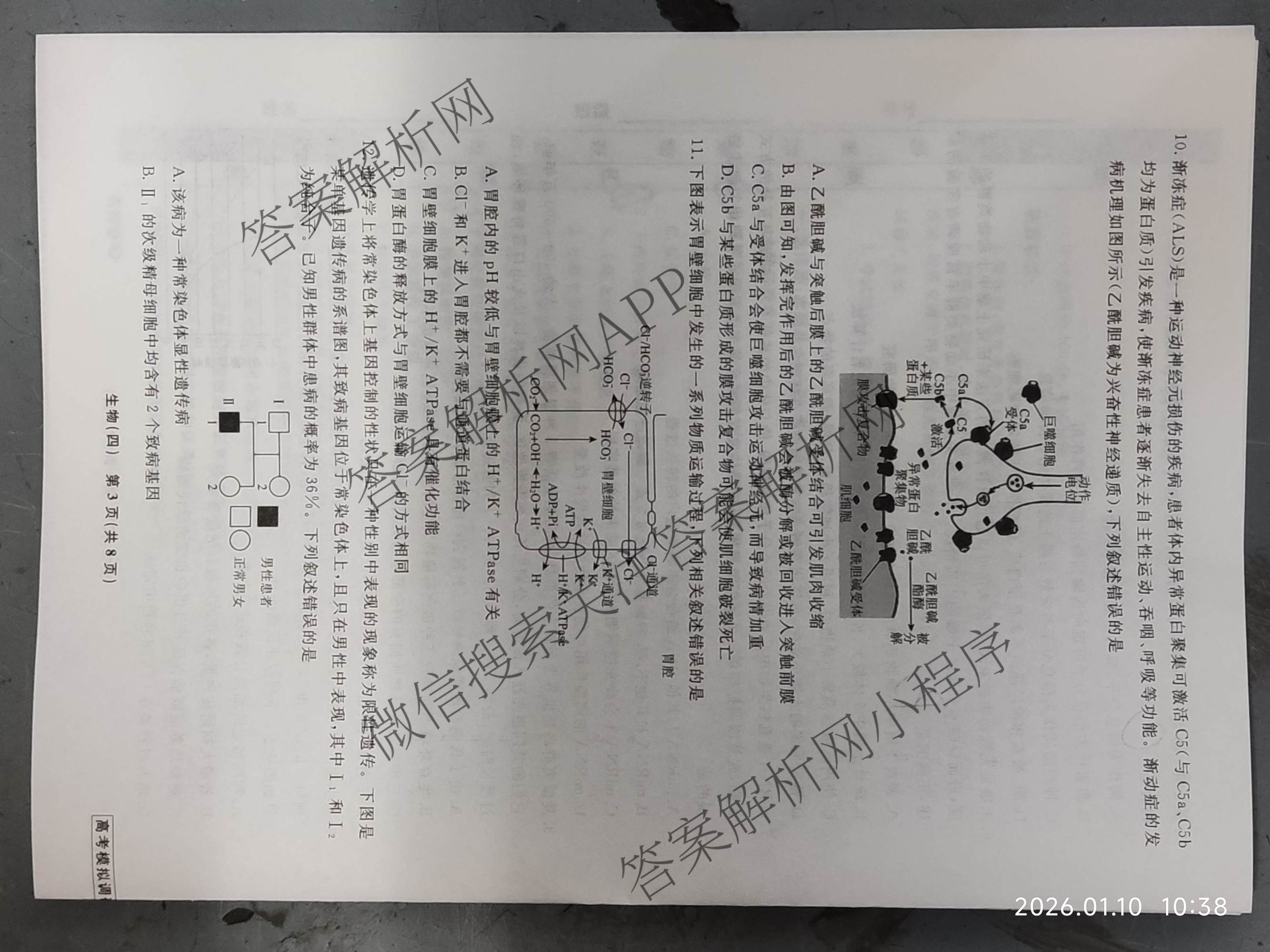 衡水名师卷高考模拟调研卷 2026年普通高等学校招生全国统一考试模拟试题(四)4试卷及答案汇总(已更新数学(空心菱形)、化学、生物等29份)生物试题
