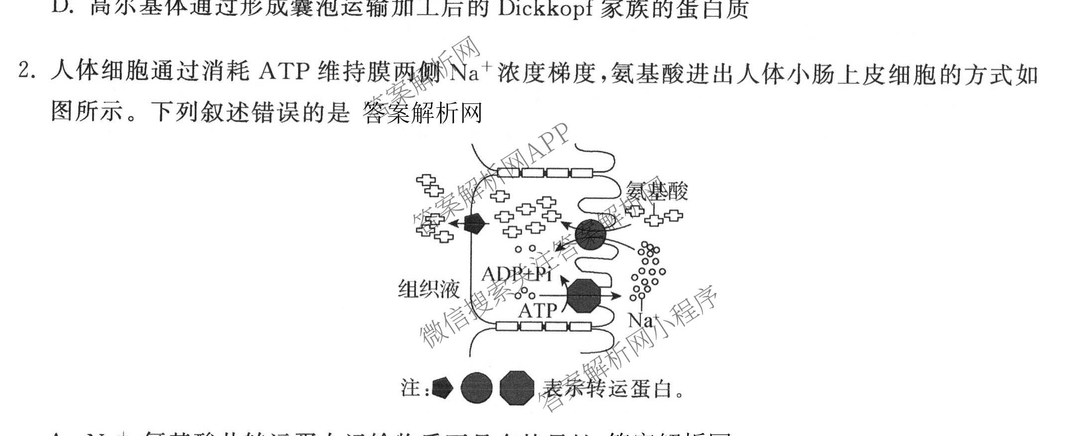 天舟高考衡中同卷2026年普通高等学校招生全国统一考试模拟信息卷(五)5各科答案及试卷（含化学(LE)、地理(WY)、语文(B)等）生物试题