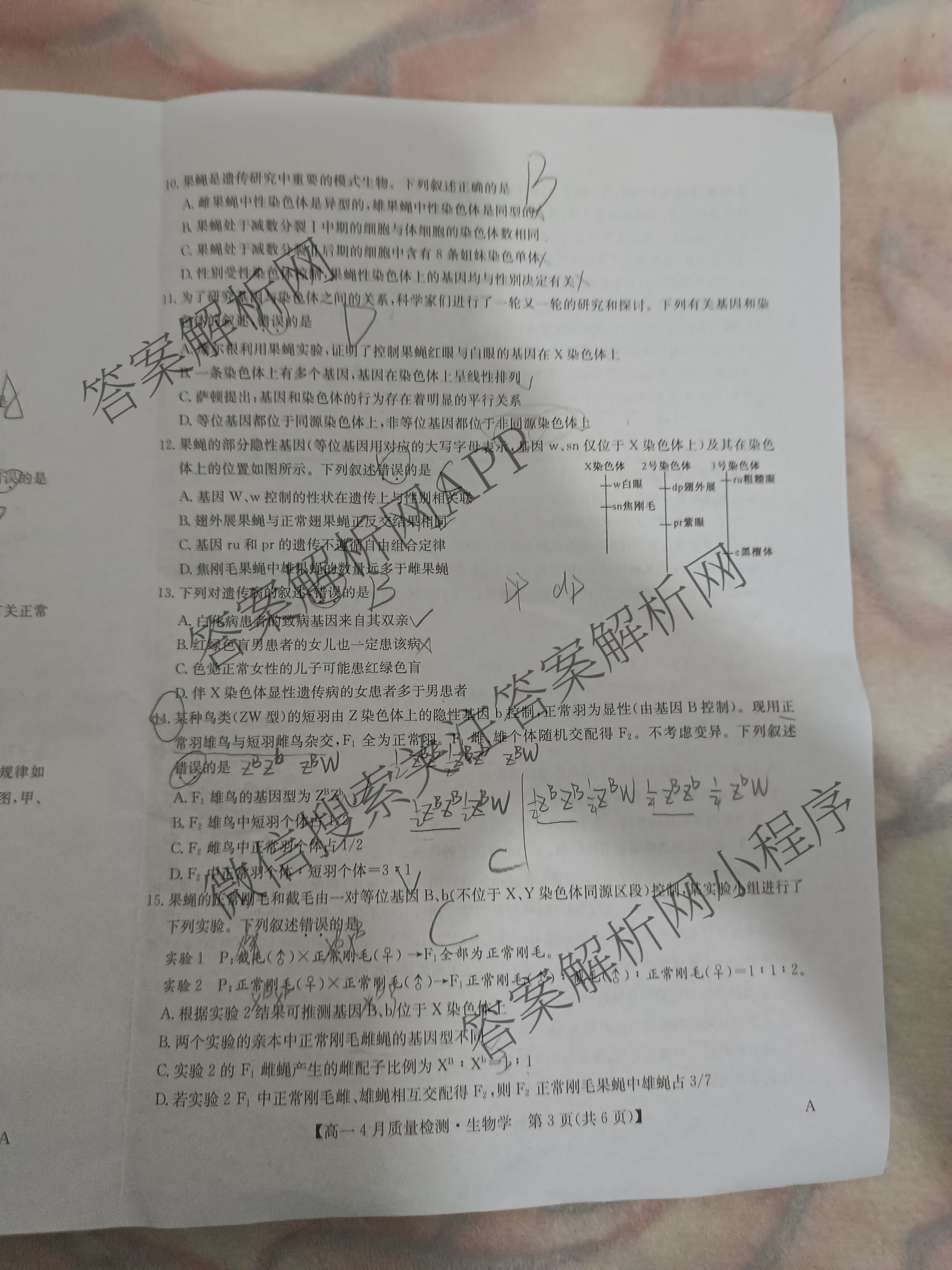 九师联盟2024-2025学年度高一4月质量检测各科答案及试卷: 含生物(B) 化学(人教) 英语试卷解析生物试题