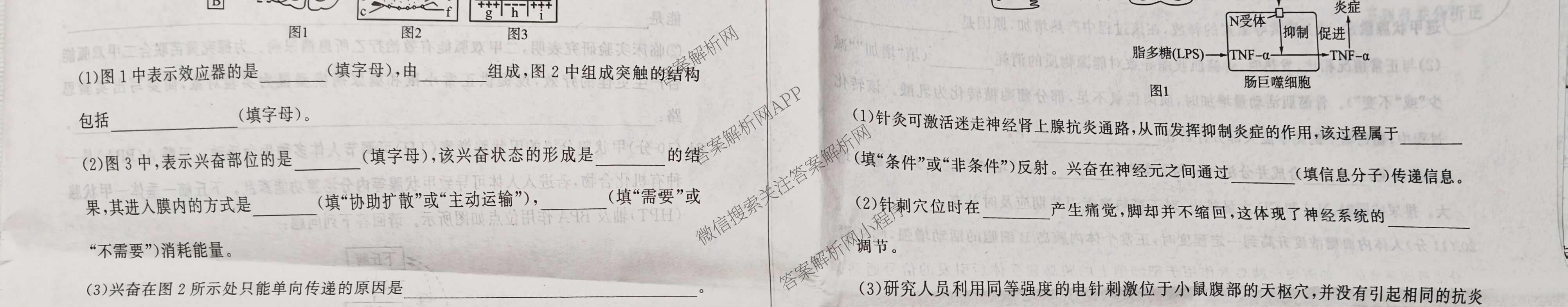 百师联盟2025-2026学年高二上学期阶段测试卷(二)2试卷及答案汇总(已更新历史(90分钟) 地理(75分钟) 物理(75分钟多选)等26份)生物试题