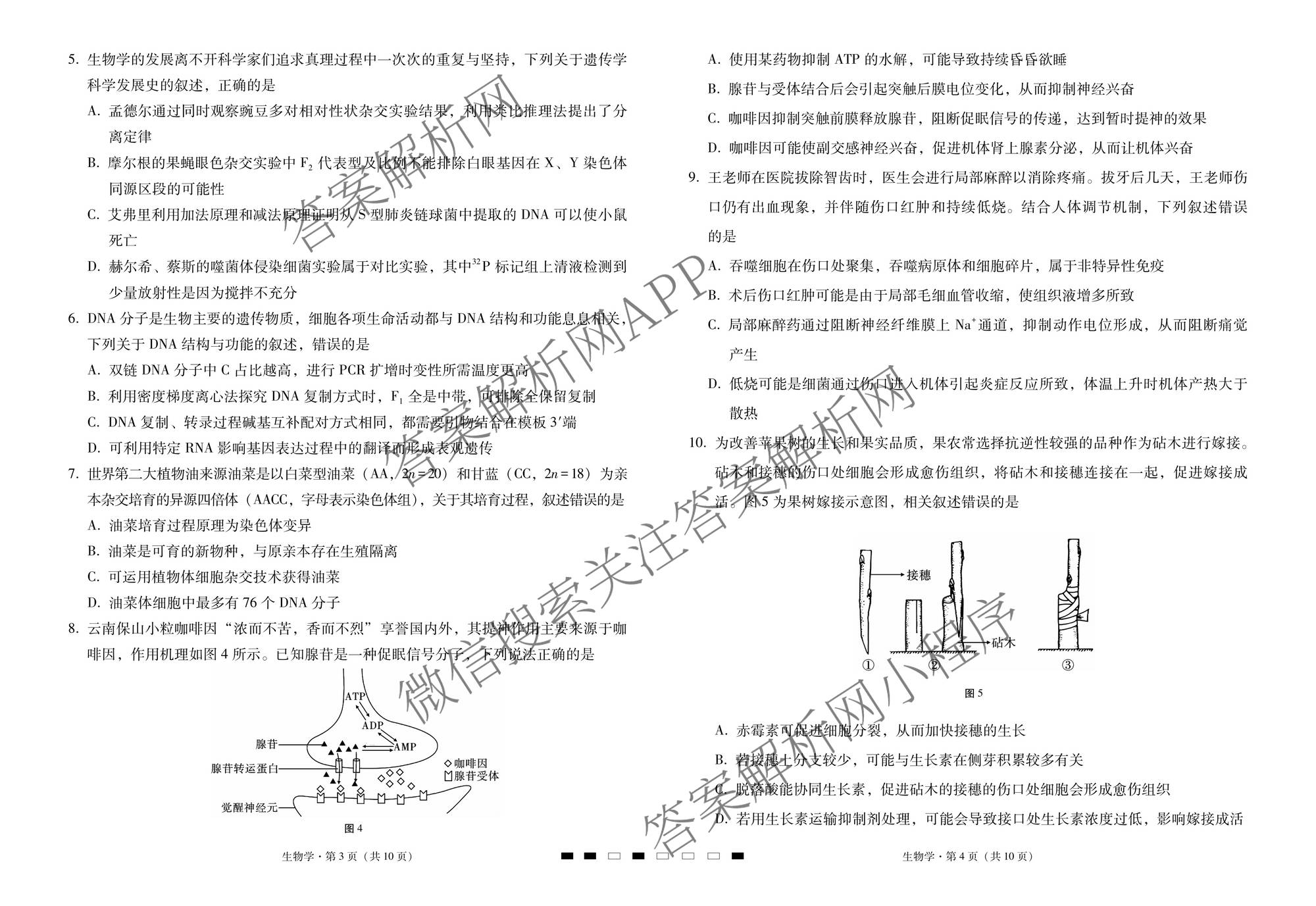 2026届云南三校高考备考实用性联考卷(六)(黑黑白黑白白白黑)各科答案及试卷（9科全）生物试题