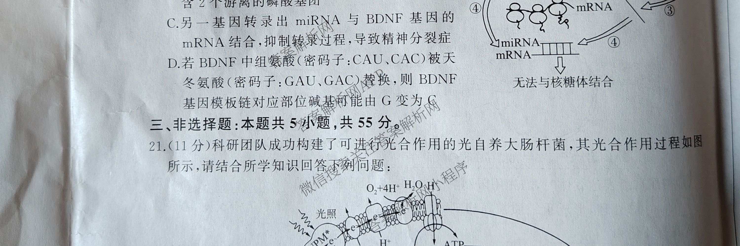 百师联盟2026届高三开年大联考(3.5)(已更新数学(百C)、历史(百N)、历史(百G)等81份)生物试题