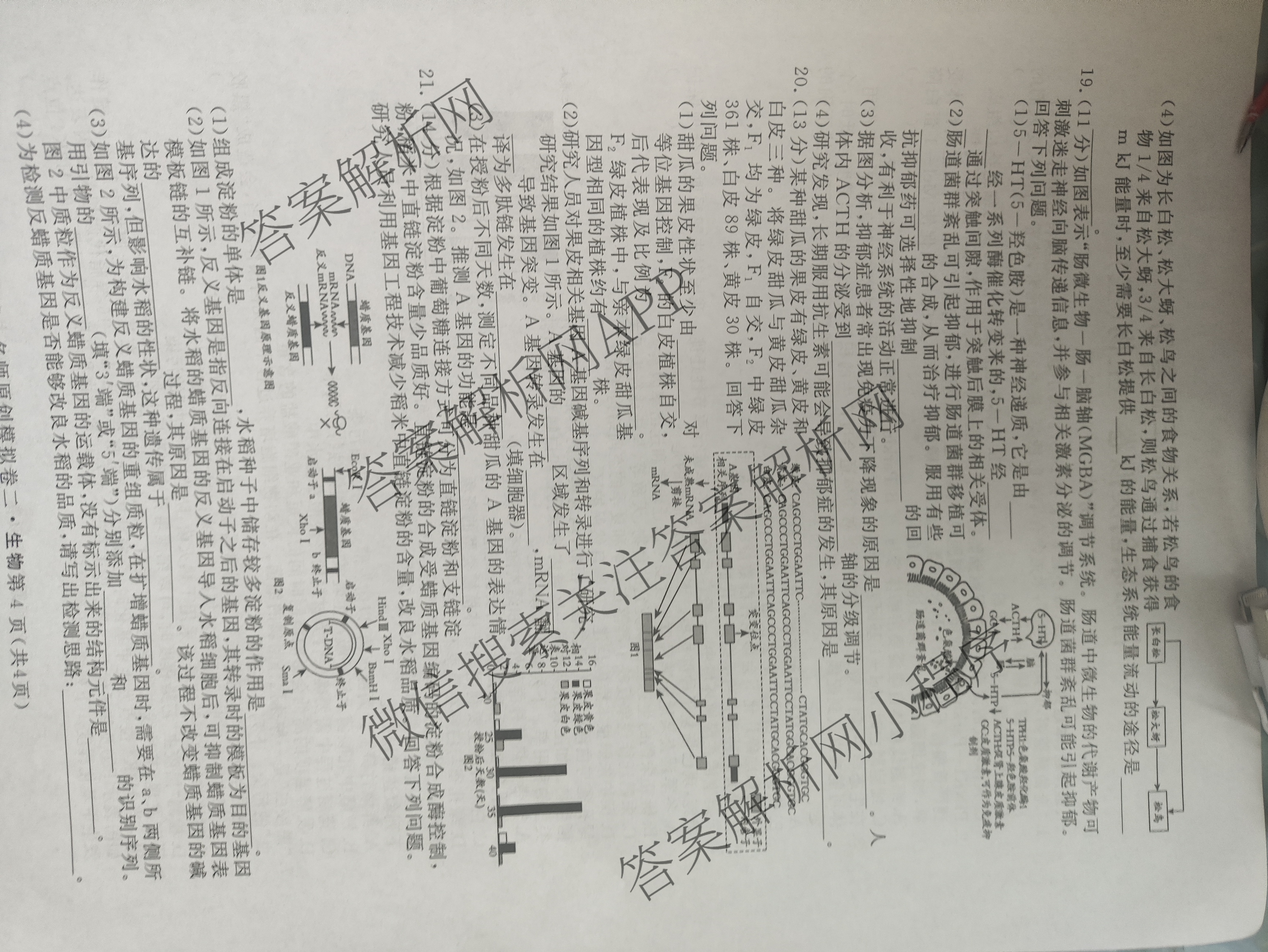 2026届高三总复习名师原创模拟(二)2各科答案及试卷（含地理(新S6J)、地理(CQX6)、化学(CQX6)等）生物试题